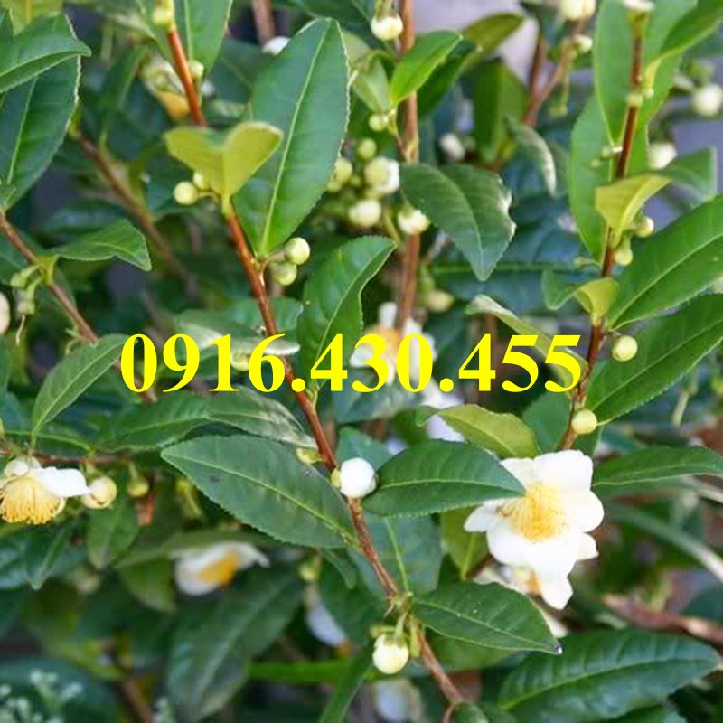 Cây giống trà xanh